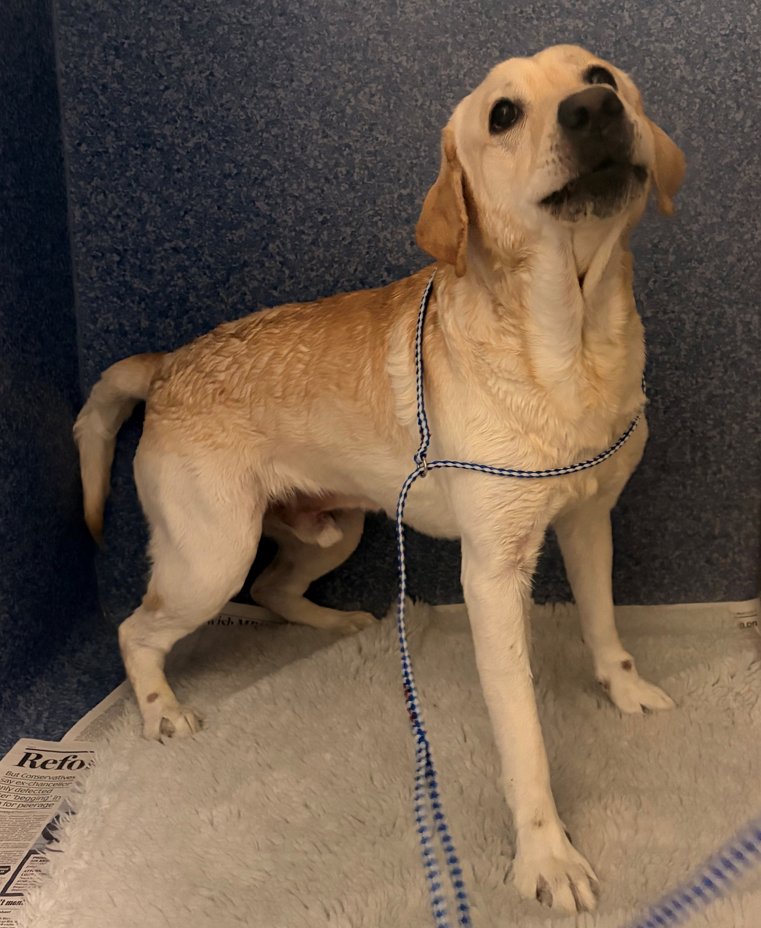 Can you help identify dog found on beach at water&rsquo;s edge