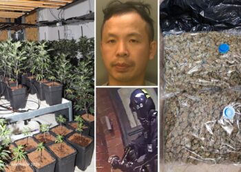 Man jailed over Hove cannabis farm