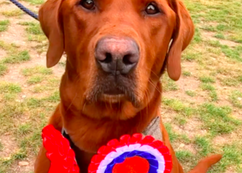 Grassroots dog show bites back after commercial event chooses same weekend