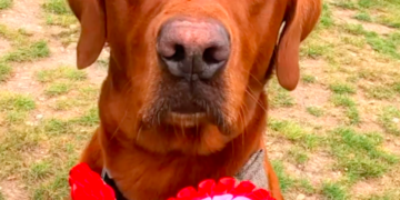 Grassroots dog show bites back after commercial event chooses same weekend