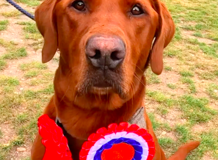 Grassroots dog show bites back after commercial event chooses same weekend