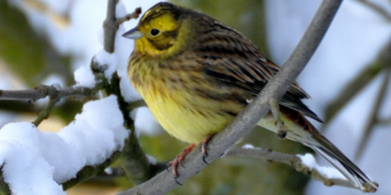 Big Farmland Bird Count extended until weekend