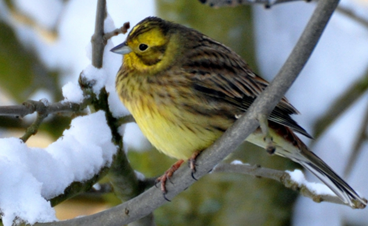 Big Farmland Bird Count extended until weekend