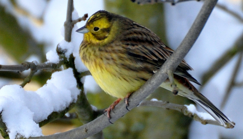Big Farmland Bird Count extended until weekend Big Farmland Bird Count extended until weekend