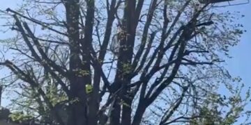 Cat rescued from top of tree