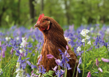 Charity urgently seeks homes for 200 hens facing slaughter