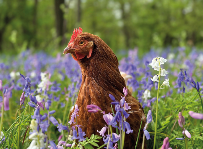 Charity urgently seeks homes for 200 hens facing slaughter