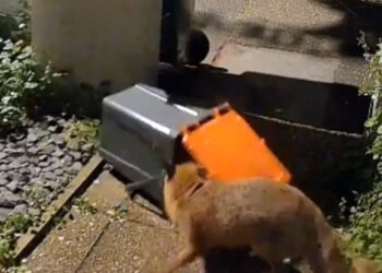 Food waste bins prove no match for cunning foxes