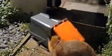Food waste bins prove no match for cunning foxes