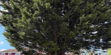 Councillor’s pruning plea could see council send in a tree trimming troubleshooter