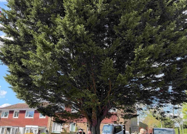 Councillor’s pruning plea could see council send in a tree trimming troubleshooter