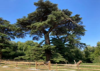 Ancient cedars fenced off to protect trees and public