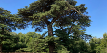 Ancient cedars fenced off to protect trees and public