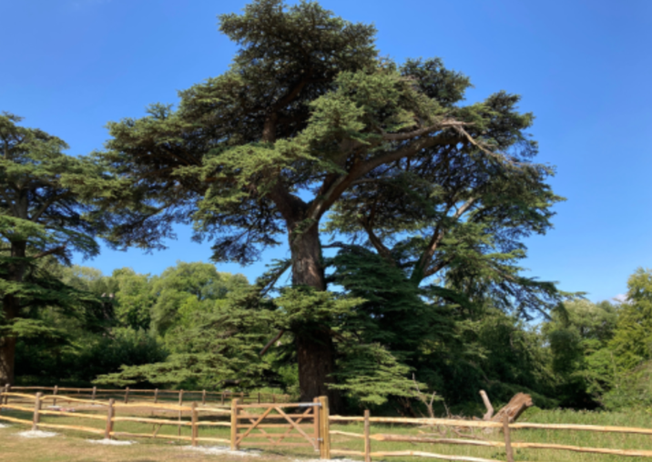 Ancient cedars fenced off to protect trees and public Ancient cedars fenced off to protect trees and public