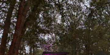 Review: The Wake Festival