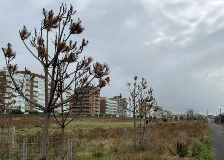 Death of hundreds of trees on Hove seafront under investigation