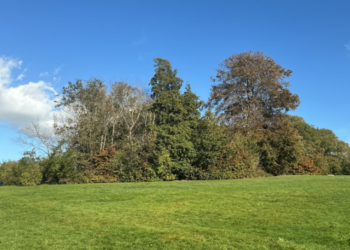200 more trees fall victim to elm diseasse