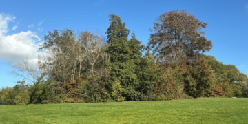 200 more trees fall victim to elm diseasse