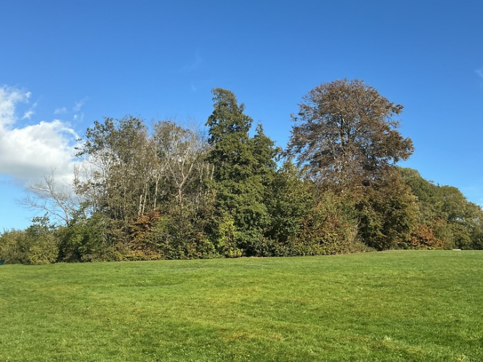 200 more trees fall victim to elm diseasse